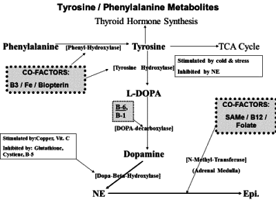 tyrosine dopamine pathway - Consult Dr. Anderson