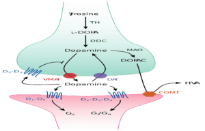 Dopamine synapse - Consult Dr. Anderson