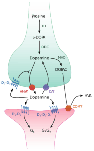 Dopamine synapse - Consult Dr. Anderson