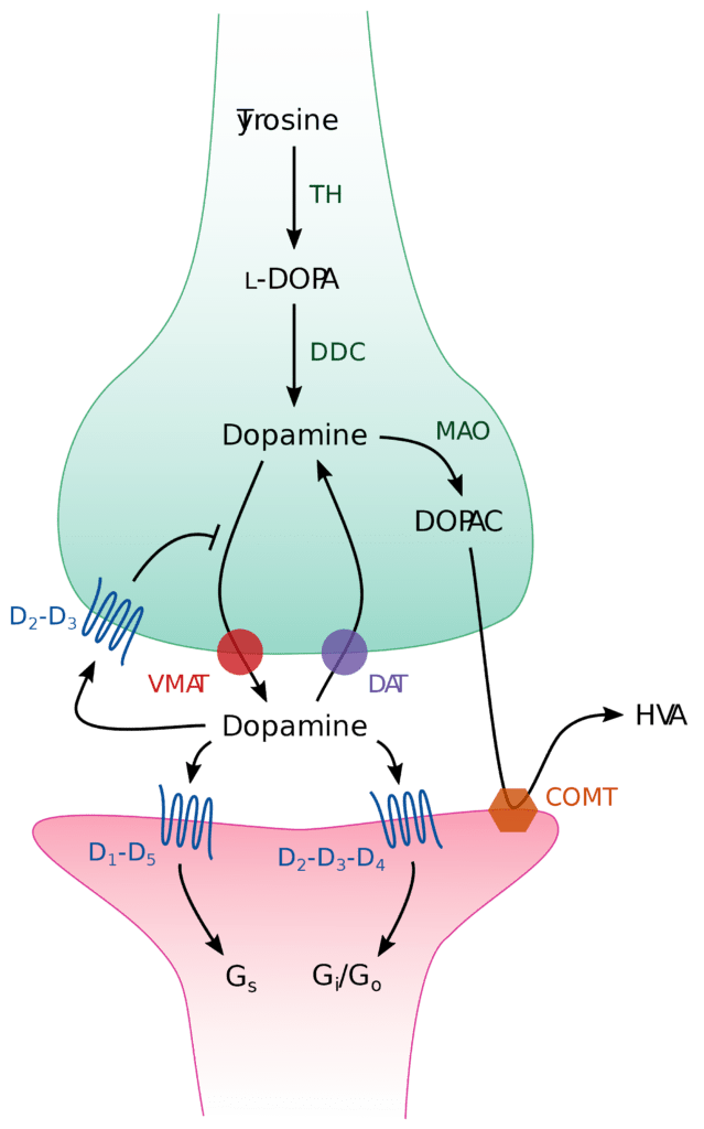 Dopamine Synapse Consult Dr Anderson